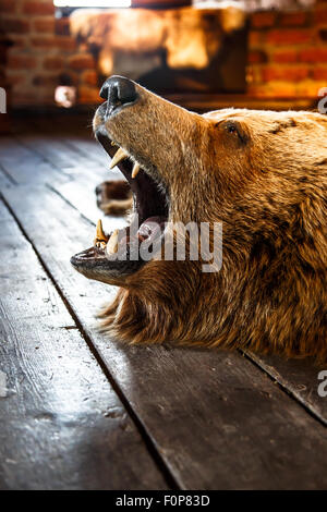 Nahaufnahme detaillierte Seite montierten Bären brüllen mit offenem Mund, auf dem Boden liegend. Stockfoto