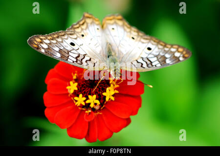 Schöne weiße (Anartia Jatrophae) Tagpfauenauge thront auf einer roten Blume Stockfoto