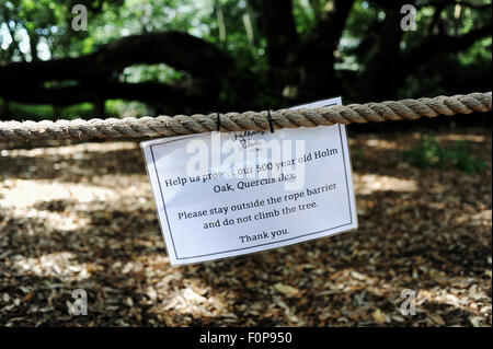 Die Steineiche (Quercus Ilex) ist über 450 Jahre alt in Fulham Palace Gardens in London Stockfoto