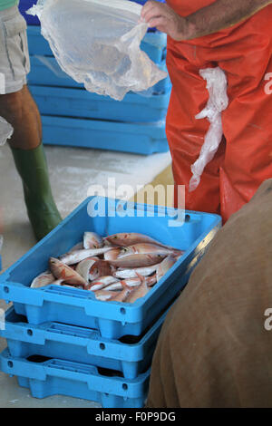 Fischer prepping fangen an Bord Fisch El Campello, Fischauktion, (Kredit Bild © Jack Ludlam). Stockfoto