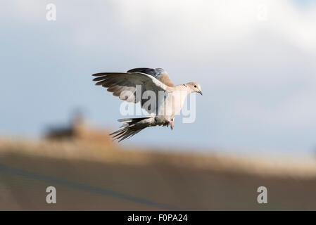 Ein Collared Dove kommen, um auf ein Garten Vogelhaus landen Stockfoto