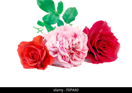 Ein rosa und rote Rosen auf einem weißen Hintergrund isoliert Stockfoto