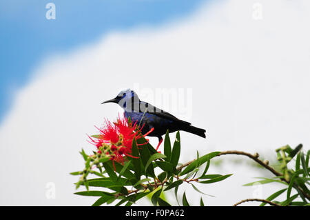 Rotbeinige Kleidervogel (Cyanerpes Caeruleus) Fütterung auf einige Flasche Bürste Blumen Stockfoto