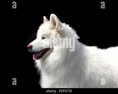 Samojeden Hund auf schwarzem Hintergrund isoliert Stockfoto