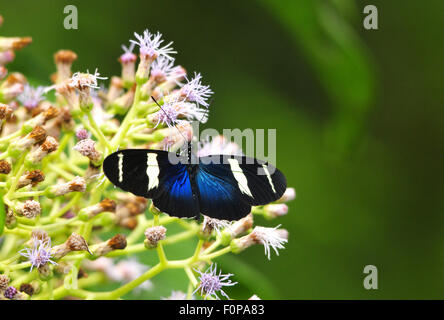 Sara Longwing (Heliconius Sara Magdalena) Schmetterling Fütterung in einigen wilden Blumen Stockfoto