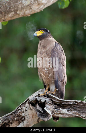 Crested Serpent Adler (Spilornis Cheela) in Bandipur Natinoal Park, Süd-Indien Stockfoto