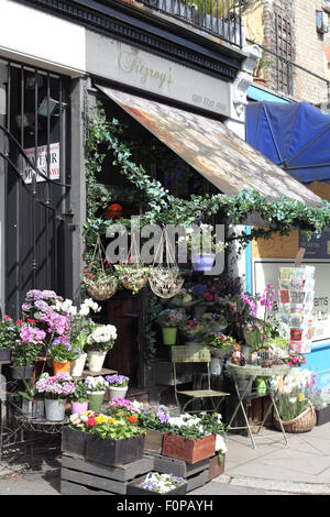 Sommerblumen und Pflanzen zum Verkauf an Fitzroys Blumengeschäft, Regents Park Road, Primrose Hill, London NW1 Stockfoto