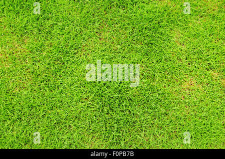 Makroaufnahme einer lebendigen grünen feinen Gras Stockfoto