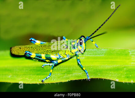 Makroaufnahme einer schönen Locust ruht auf einem Rasen-Blatt Stockfoto