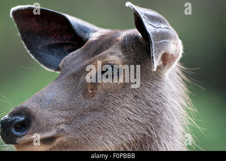 Sambar Deer (Cervus unicolor) in Bandipur National park Indien Stockfoto