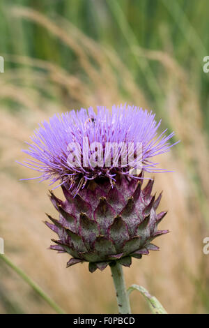 Cynara cardunculus. Cardoon wächst in einer krautigen Grenze. Stockfoto