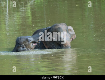 Elefanten-Mutter und Kalb (Elephas Maximus) im Wasser Stockfoto