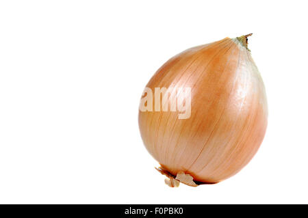 Eine einzige Zwiebel isoliert auf weißem Hintergrund Stockfoto