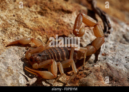 Mediterranean kariert Skorpion (Mesobuthus Gibbosus) auf Fels, der Peloponnes, Griechenland, Mai 2009 Stockfoto