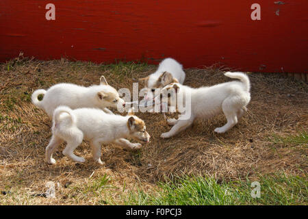Grönländische Schlitten Hund Welpen streiten Fische Haut, Ilulissat, Westgrönland Stockfoto