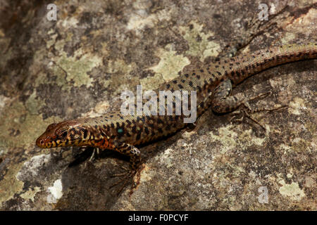 Griechische Rock Lizard (Hellenolacerata Graeca) auf Felsen, der Peloponnes, Griechenland, Mai 2009 Stockfoto