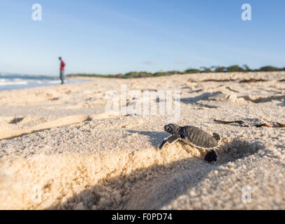 Kleine grüne Meeresschildkröte (Chelonia Mydas), auch bekannt als Schildkröte schwarz (Meer) oder Pazifische Suppenschildkröte auf seinem Weg zum Meer. Stockfoto