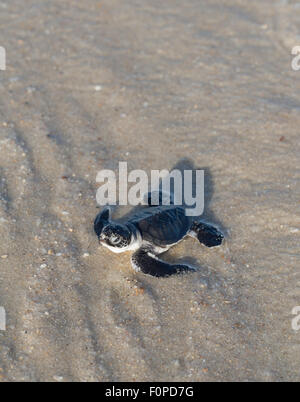 Kleine grüne Meeresschildkröte (Chelonia Mydas), auch bekannt als Schildkröte schwarz (Meer) oder Pazifische Suppenschildkröte auf seinem Weg zum Meer. Stockfoto