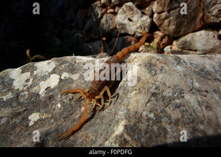 Mediterrane karierten Skorpion (Mesobuthus Gibbosus) auf Felsen, alten Ruinen von Mycene, der Peloponnes, Griechenland, Mai 2009 Stockfoto