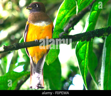 Orange bauchige Trogon weiblich thront auf einem Ast Stockfoto