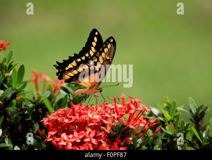 Schöne Riesen schlucken tail Butterfly Fütterung auf einige Blumen Stockfoto