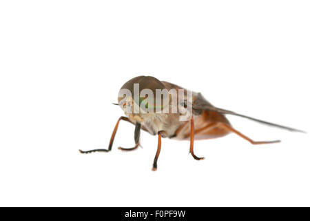 Ein Haus fliegen isoliert auf weiss mit Fokus auf die Augen Stockfoto