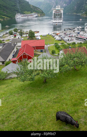 P & O Kreuzfahrtschiff Azura um die Bojen in den Geiranger Fjord, Geiranger, Norwegen und ein schwarzes Schaf im Vordergrund gebunden. Stockfoto