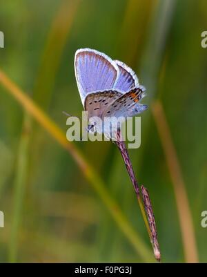 männliche Idas blau Stockfoto