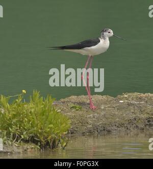 männliche Stelzenläufer auf See margin Stockfoto