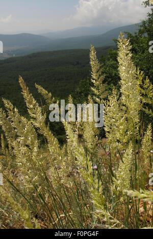 Alm mit goldenen Hafergras (Trisetum Flavescens) und Eiche Wald über Steine Dorf West Küste von Makro Prespasee, Blick nach Süden in Richtung Albanien, Nationalpark Galicica, Mazedonien, Juni 2009 Stockfoto