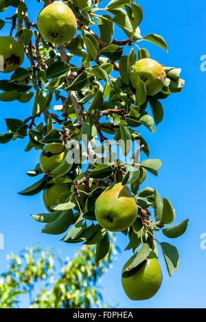 Bartlett Birnen auf einem Baum im nördlichen Nevada Stockfoto