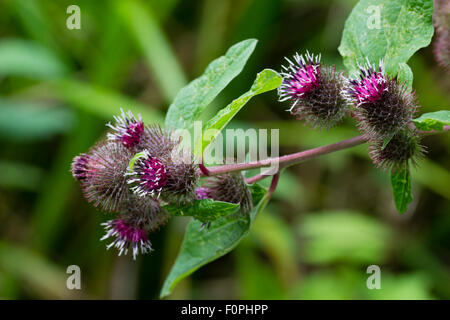 Sommer-Distel wie Blüten von geringerem Klette, Arctium minus, eine UK einheimischen Wildblumen. Stockfoto