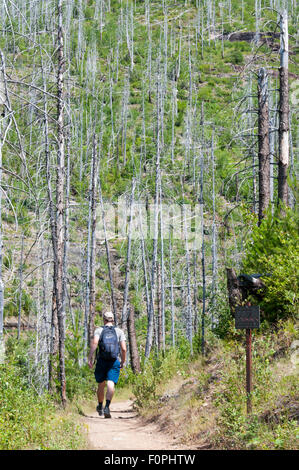 Walker Aufbruch zu Granit Park Trail von der Going-to-the-Sun Road im Glacier National Park, Montana. Vorbeifahrenden verbrannt Kiefern. Stockfoto