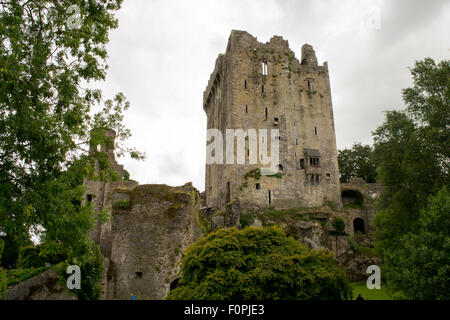 Bäume in Irland mit Strickpullover Stockfoto