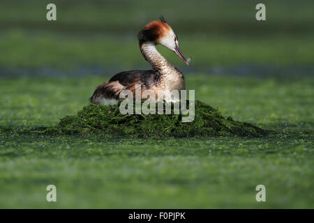 Haubentaucher (Podiceps Cristatus) auf grüne Unkraut Nest. Putzen sich mit Feder im Schnabel. Forfar Loch, Angus, Schottland. Stockfoto