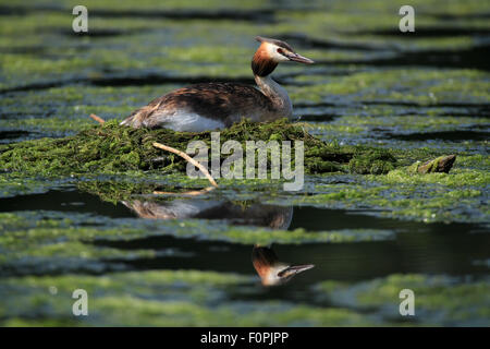 Haubentaucher (Podiceps Cristatus) auf Nest mit Wasserreflexion. Bild Forfar Loch Angus, Schottland. 1. Juli 2015 Stockfoto