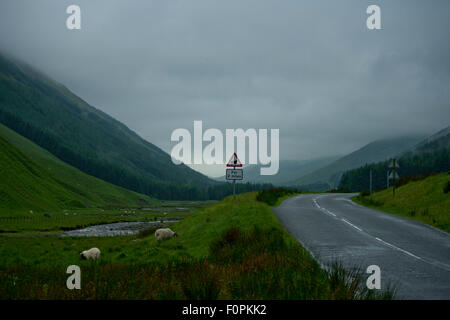 Eine neblige Landschaft der Straße nach Moffat in Schottland mit Schafen, Hügel, Wildgras und Zeichen. Stockfoto