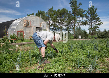 Wellington, Colorado - Ernte Bauernhof, einer Rehabilitationseinrichtung für Männer, die Genesung von sucht. Stockfoto