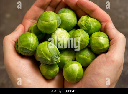 Ein fünf-am-Tag grünes Gemüse Rosenkohl oft Bestandteil ein Weihnachtsessen. eine UK Stockfoto