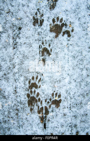 Waschbär-Spuren im Schnee auf einem Holzdeck in Issaquah, Washington, USA Stockfoto