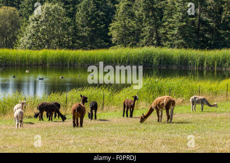 Herde von Alpakas in den San Juan Islands, Washington, USA. Stockfoto