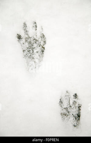 Waschbär-Spuren im Schnee in Issaquah, Washington, USA Stockfoto