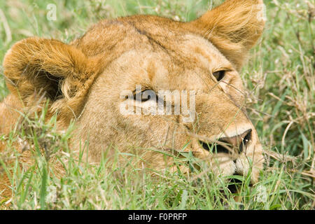 Löwin ruht in den Rasen in der Serengeti Nationalpark, Tansania, Afrika Stockfoto