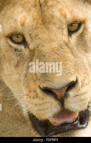 Lion Gesicht Nahaufnahme im Serengeti Nationalpark, Tansania, Afrika Stockfoto