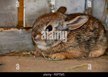 Baby-Wüste Cottontail Kaninchen zusammengekauert in der Ecke des Gebäudes Stockfoto