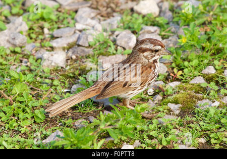 Die Nahaufnahme von der junge Spatz am Ufer Stockfoto