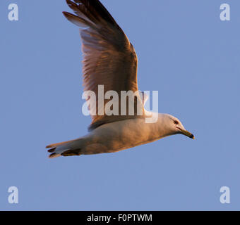 Die Möwe Flug in den blauen Abendhimmel Stockfoto