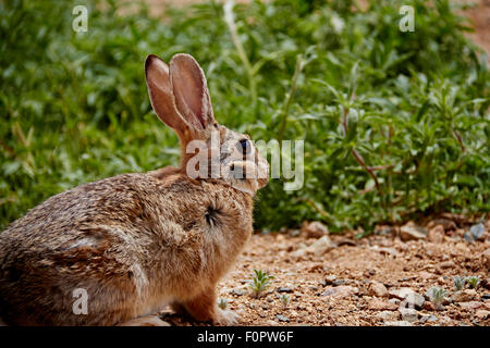 Arizona Wüste Cottontail sitzen in Unkraut mit Wind Fell Stockfoto