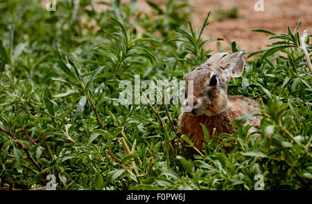 Arizona Wüste Cottontail sitzen in Unkraut Stockfoto