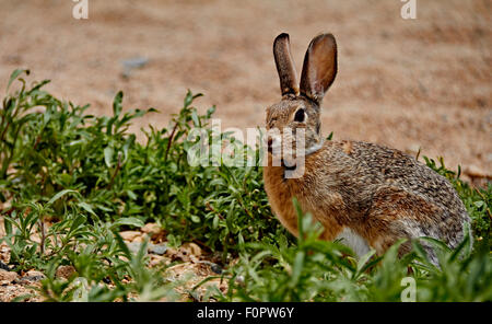 Arizona Wüste Cottontail sitzen in Unkraut Stockfoto